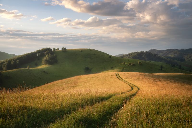 алтайский край, алтайский район, бирюксинский перевал, айские холмы, алтайская тоскана, утро в холмах, холмогорье, степной пейзаж, поле, травы Утро на Бирюксинском перевале фото превью