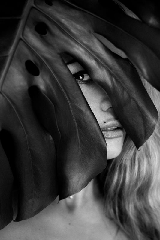 монстераphoto preview