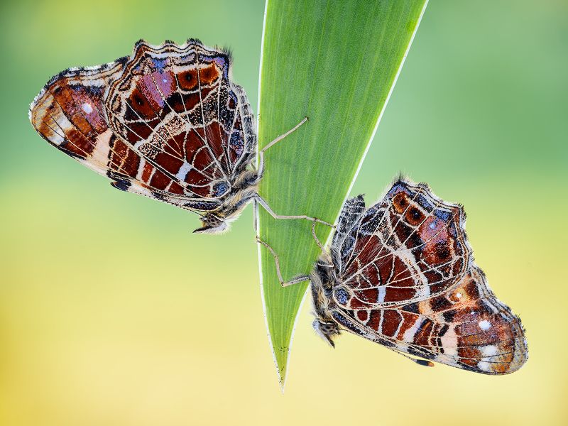 irass, waledzik, nat geo, olympus, close up, macro, extreme macro, макро Twins.photo preview