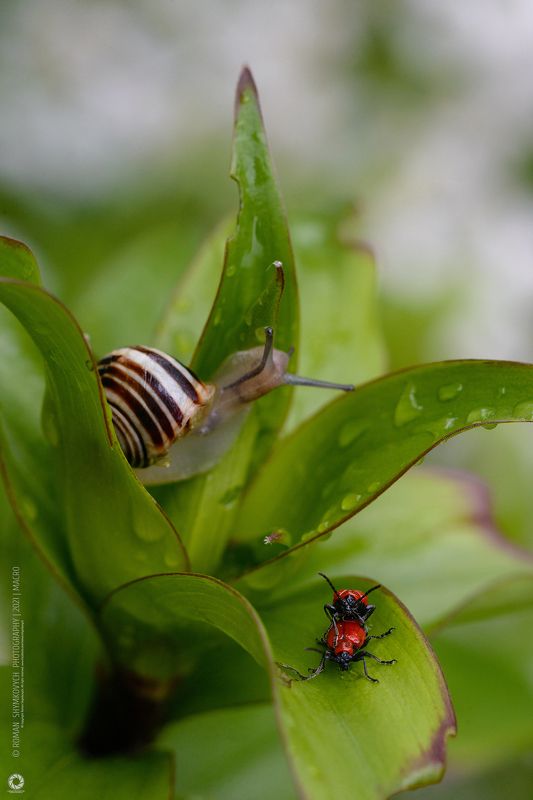 Третий лишний.photo preview