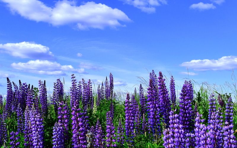 Под небом голубым...photo preview