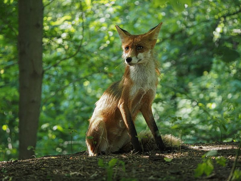 все под контролем фото превью