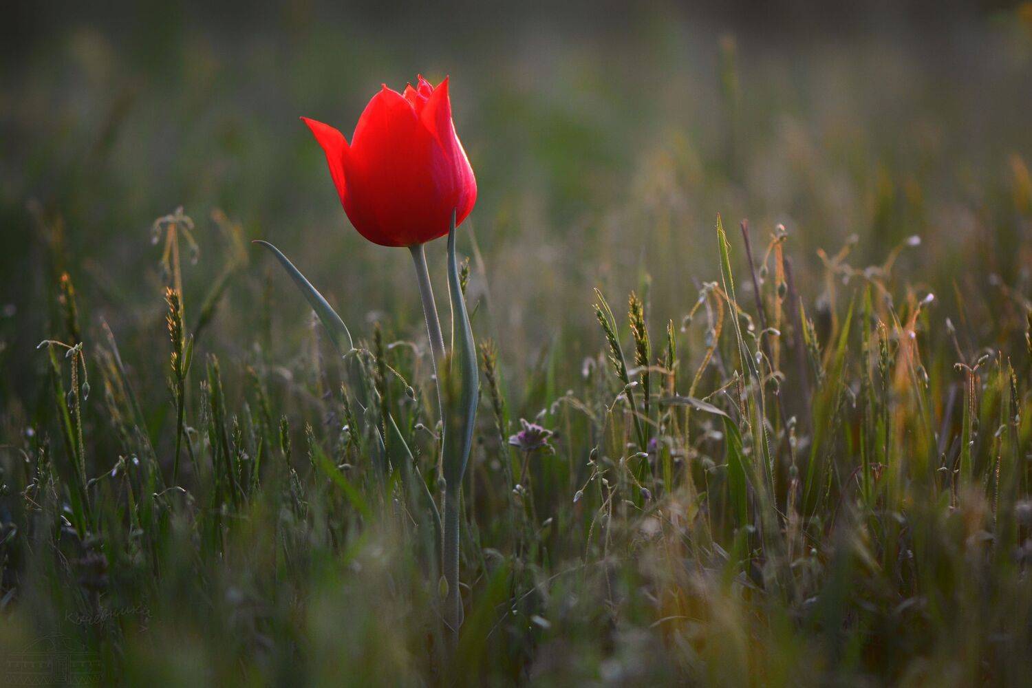 тюльпан, цветы, первоцветы,степь, макро, Юлия Абрамова