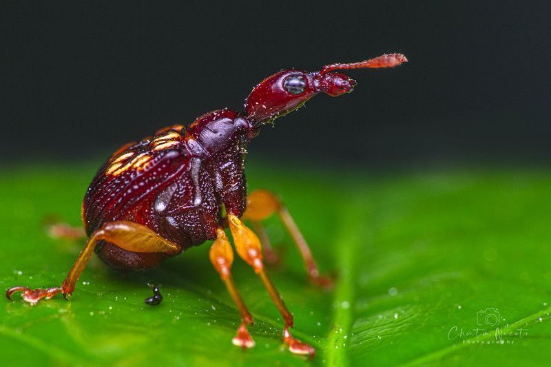 Leaf-rolling weevil, insect, macro, garden, small, animal, long neck, beauty, beautiful, close up, nature, natural Leaf-rolling weevilphoto preview