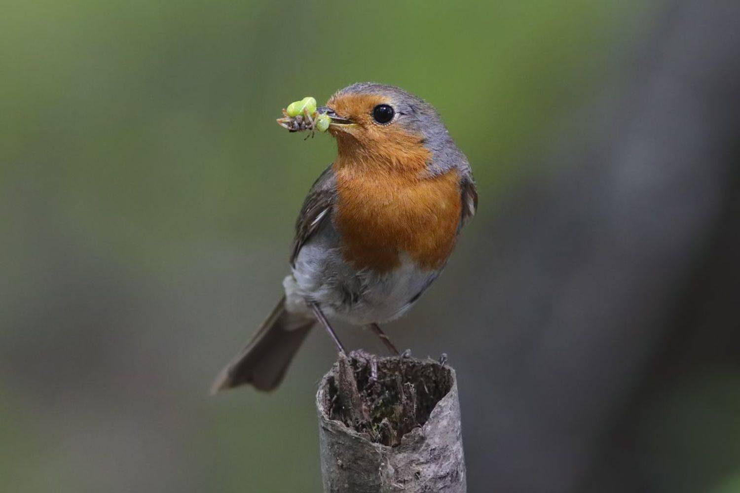 Малиновка. Автор: Алексей , Алексей