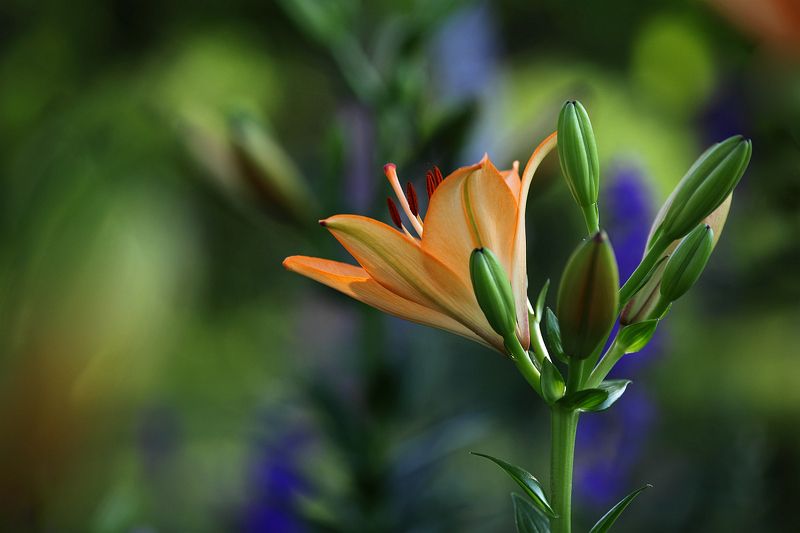 Лилии и дельфиниумphoto preview