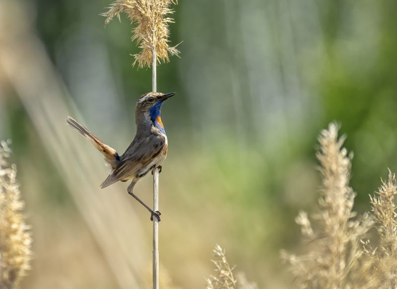 птица, варакушка, самец, самка, Варакушки.. (самец и самка)photo preview