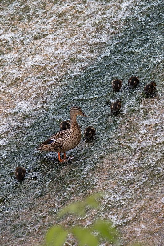 Утиные прогулкиphoto preview