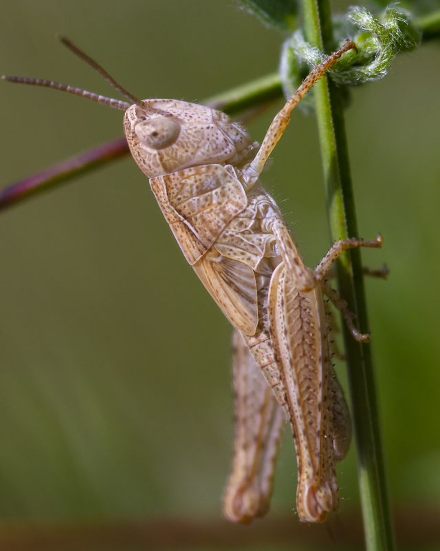 природа, лето, насекомые, кузнечики Не зеленыйphoto preview