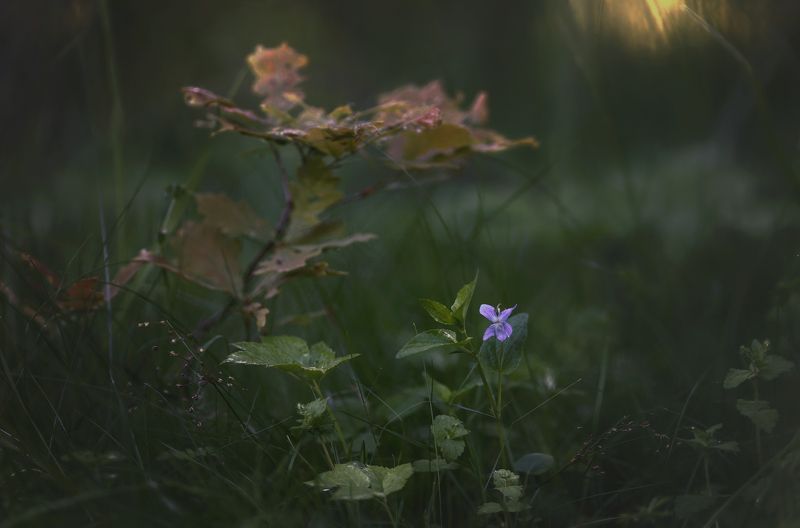 природа, растения, цветы, макро Под покровом лесаphoto preview