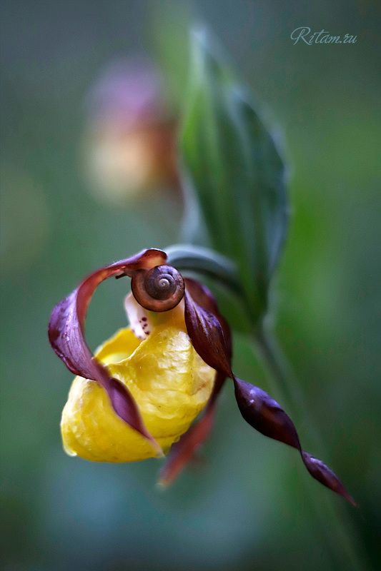 венерин башмачок, орхидея, весна, spring, цветы, flowers, bokeh, боке, стихи, поэзия, ритам, мельгунов, ritam, melgunov, poetry, любовь, love, артфото Туфелька богини / A Goddess\'s Slipperphoto preview