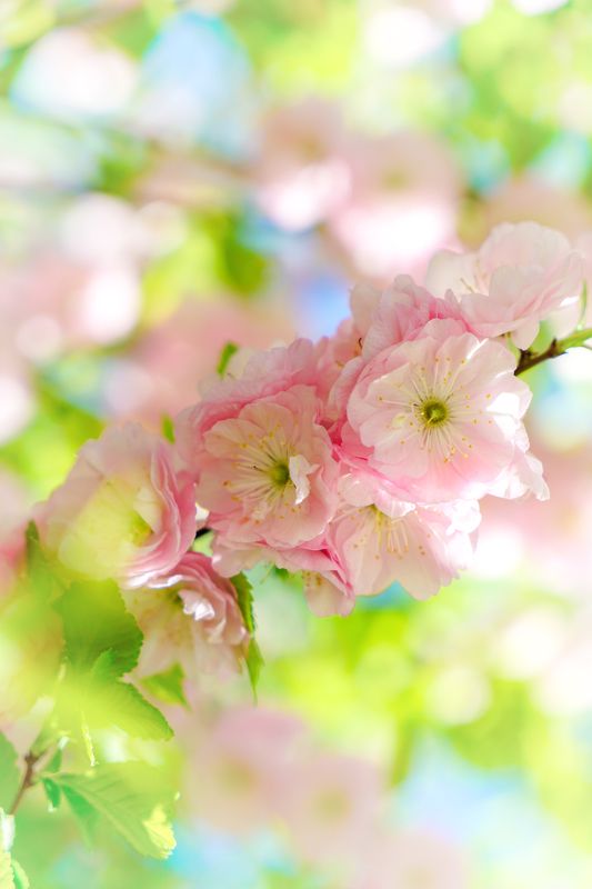 prunus triloba flowers Миндаль фото превью