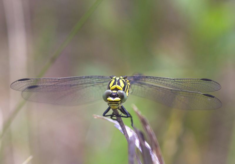 природа, насекомые, стрекозы, макро, лето К взлету готоваphoto preview