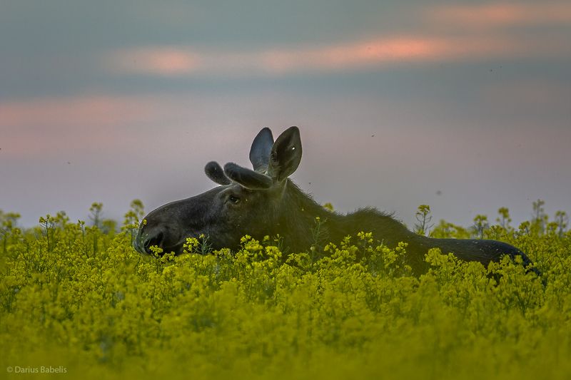 Лосьphoto preview