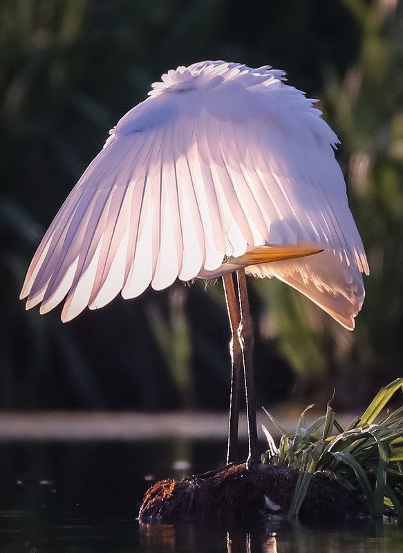 Игра в жмурки...photo preview