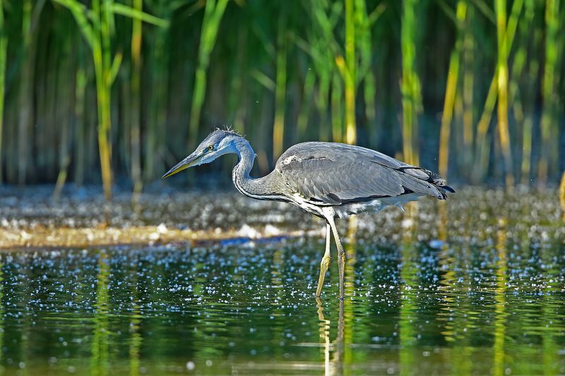 Молодая серая цапля на покрытом заливе пухом.photo preview