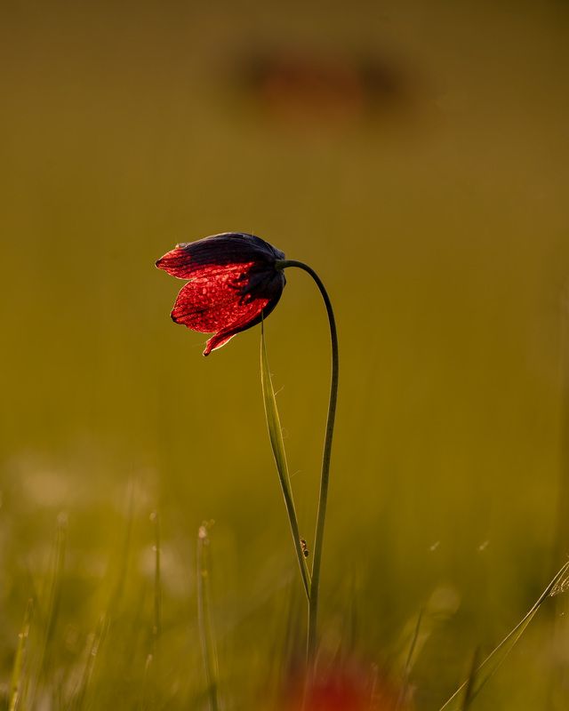 колокол весныphoto preview