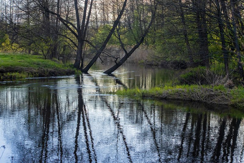 лесная река, весна, молодая зелень, ольха, осина, мещёра, рязанская область Pro майские лесные рекиphoto preview
