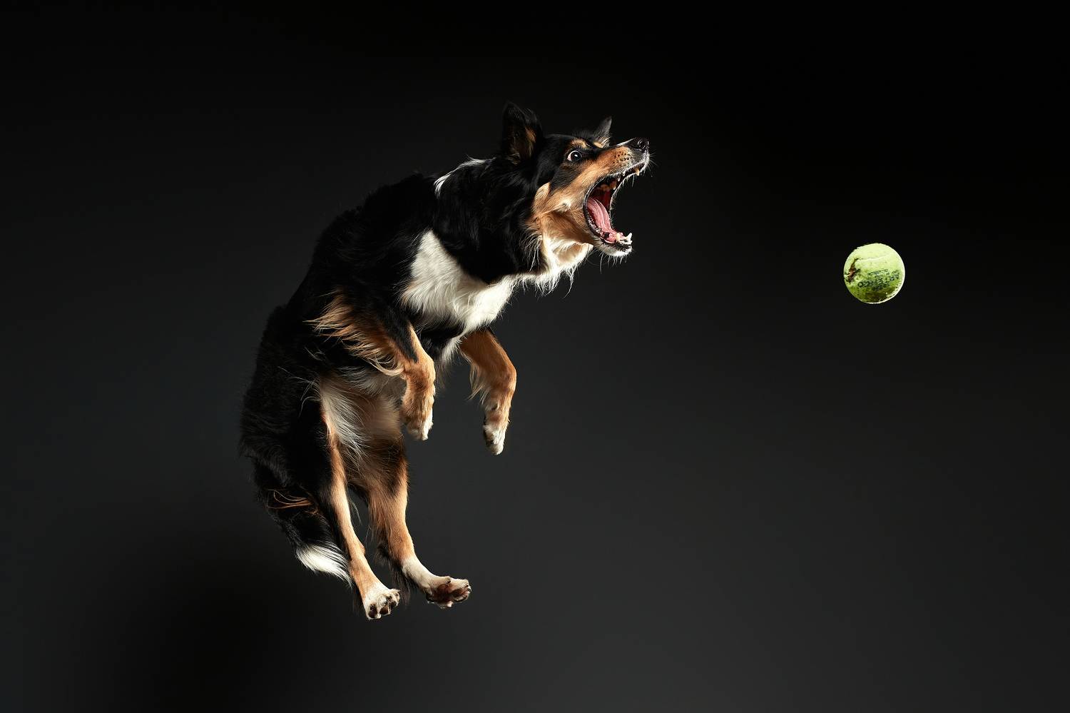 собака, бордер, бордер колли, движение, Лана Полякова