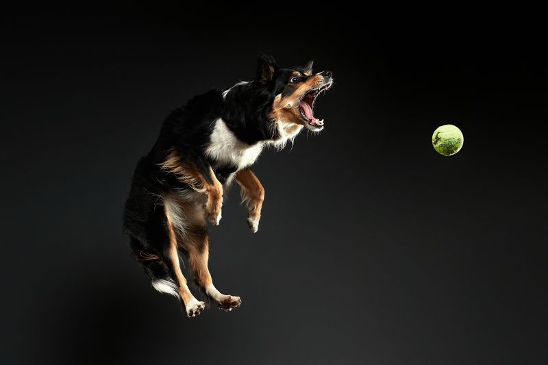 собака, бордер, бордер колли, движение Фоссаphoto preview