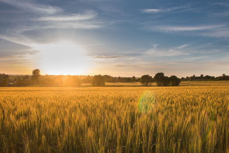 Вечернее полеphoto preview