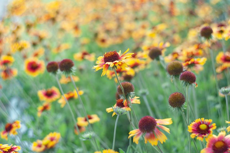 гайлардия, флора, цветы, гелиос 44 С Гелиосом по городским улочкам. Гайлардияphoto preview