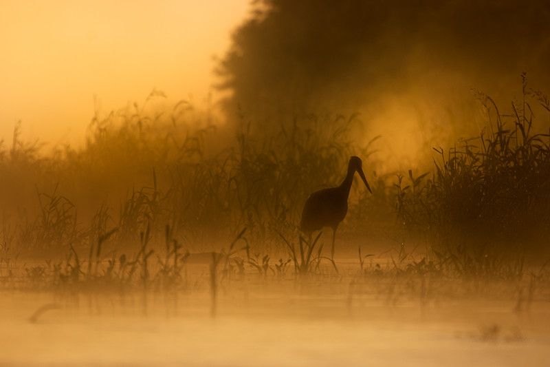 Ciconia nigraphoto preview