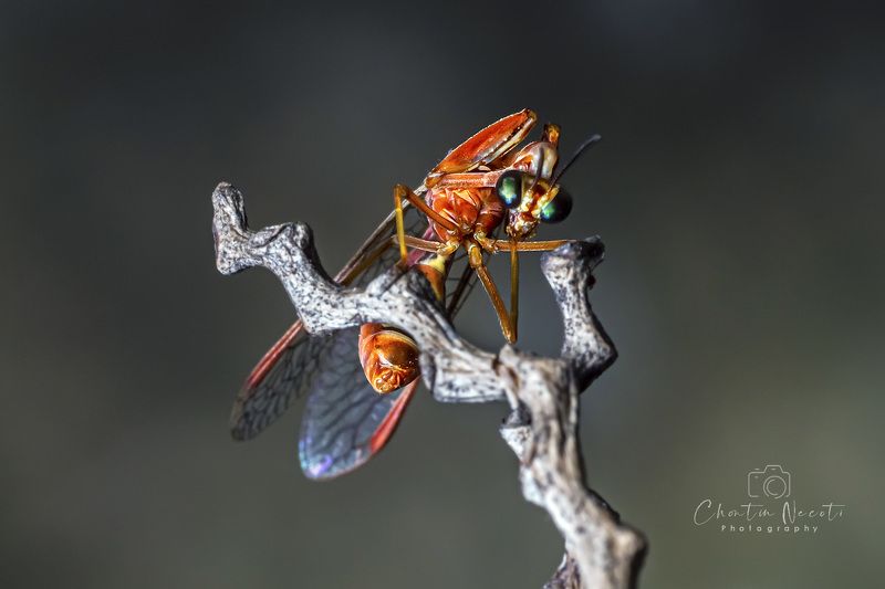 Red mantis lacewing, macro, close up, beauty, nature, garden, wildlife, insect, wing, focus,  Red mantis lacewingphoto preview