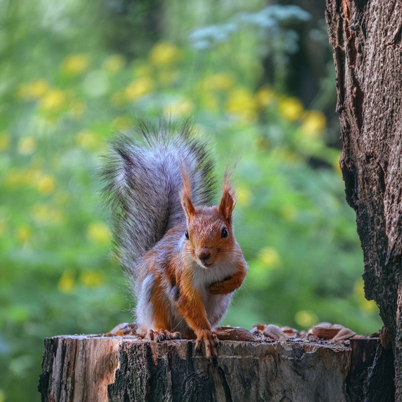 canon 55-250, beautiful, красивый, moment, момент, nature, природа, wildlife, animal, животное, red, рыжая, squirrel, белка, crafty, лукавая, Лукавый пушистик :)photo preview