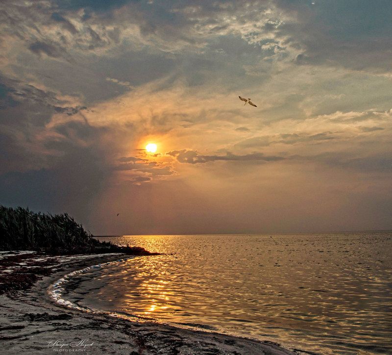 азов, закат, вечер, июнь, небо, облака, чайка К солнцуphoto preview