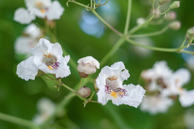 катальпа, гелиос 44 С Гелиосом по городским улочкам. Катальпа.photo preview