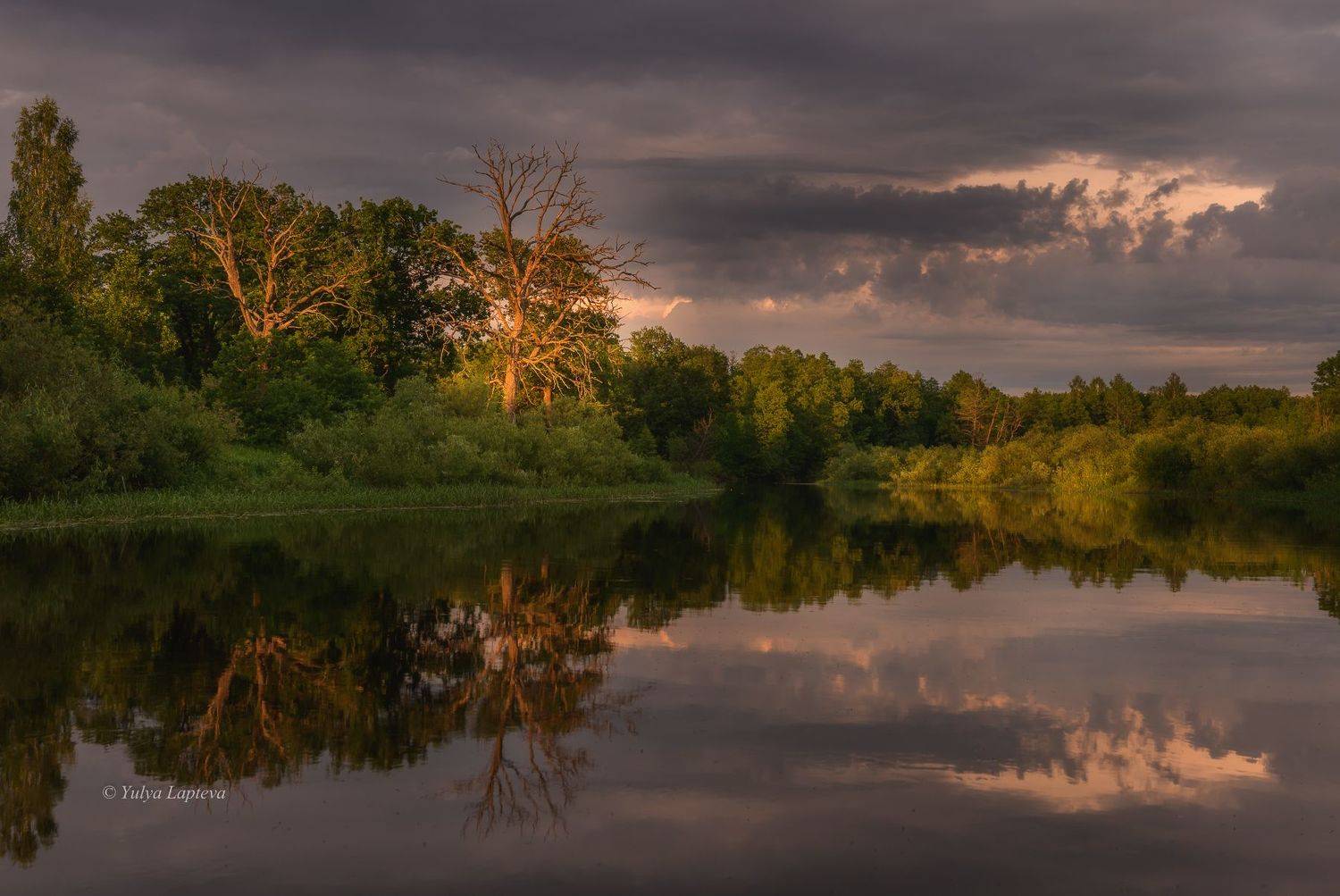 "Дубы-колдуны". Автор: Юлия Лаптева заповедник "брянский лес", река нерусса, Юлия Лаптева