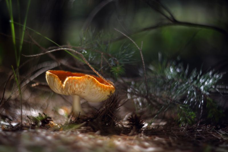 лето, грибы, июнь, гриб, лес Про грибыphoto preview