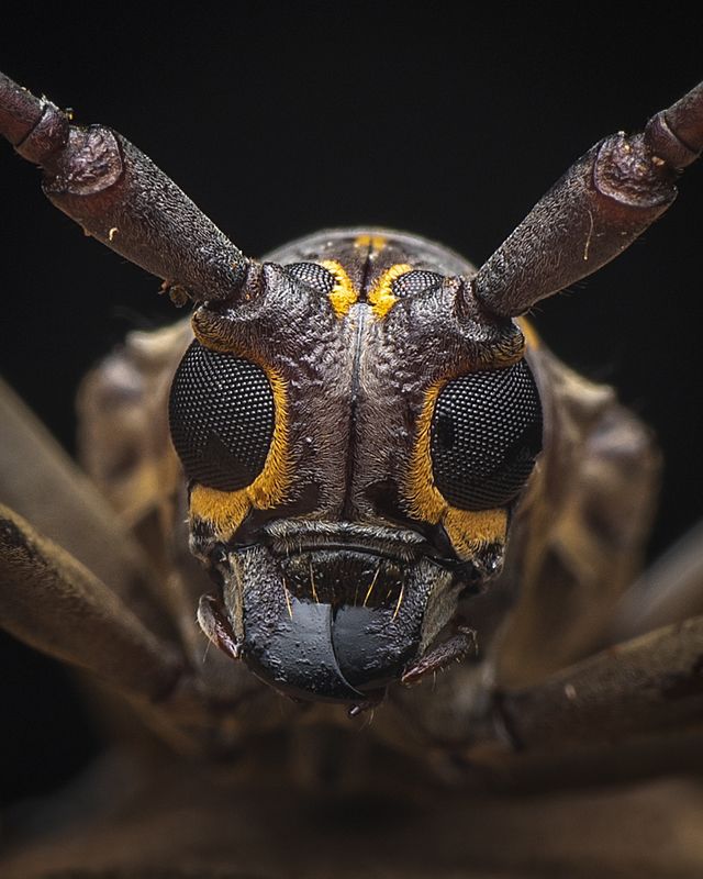 #macro #insects #beetle #natural Macro close up of Longhorn Beetlephoto preview