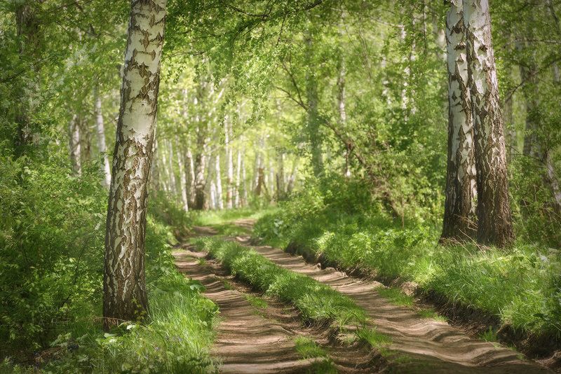 березы, лето, сибирь Березовая рощаphoto preview