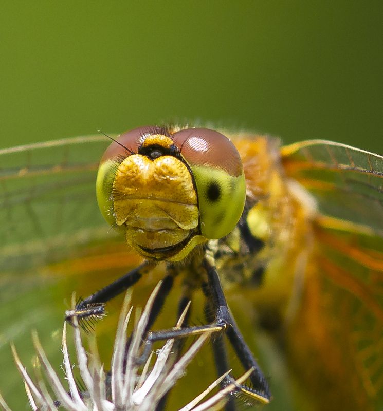 макро, природа,  лето, насекомые, стрекозы Улыбка стрекозыphoto preview