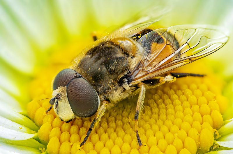 журчалкаphoto preview