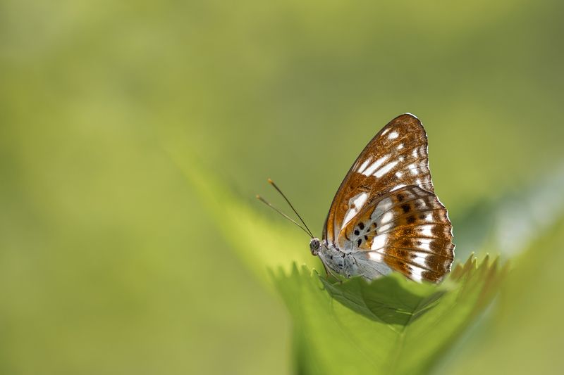 #butterfly #macro #nature Butterflyphoto preview
