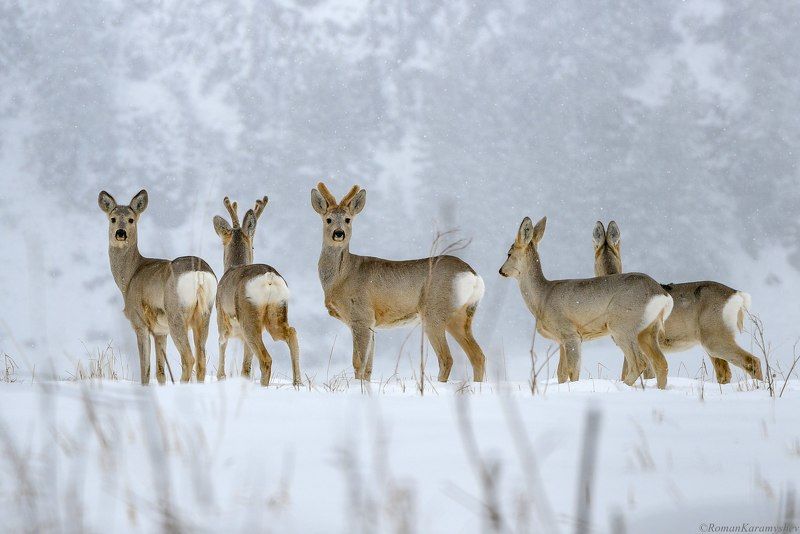 Косули, Горный Алтай.photo preview
