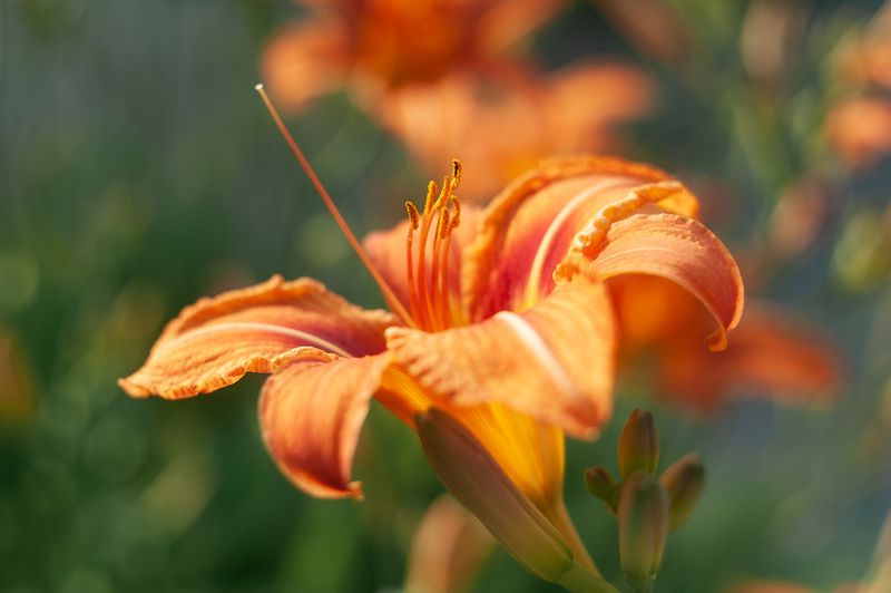 лилейник, гелиос 44 С Гелиосом по городским улочкам. Лилейник.photo preview
