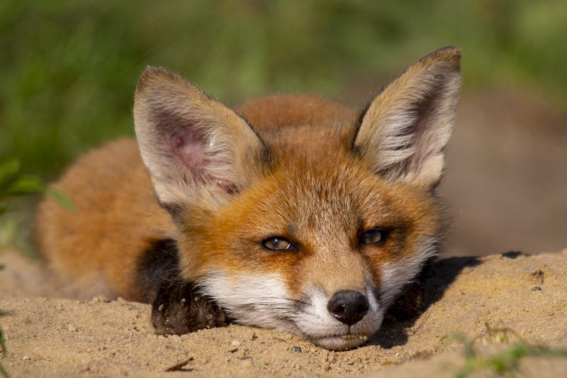 живая,дикая природа Скучно..photo preview