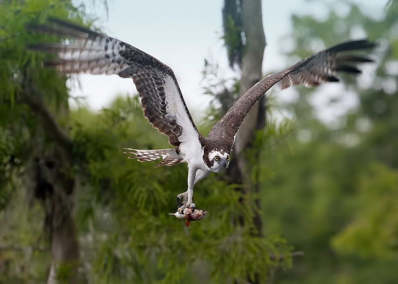скопа, osprey, florida, флорида, хищные птицы, raptor Osprey - Скопаphoto preview
