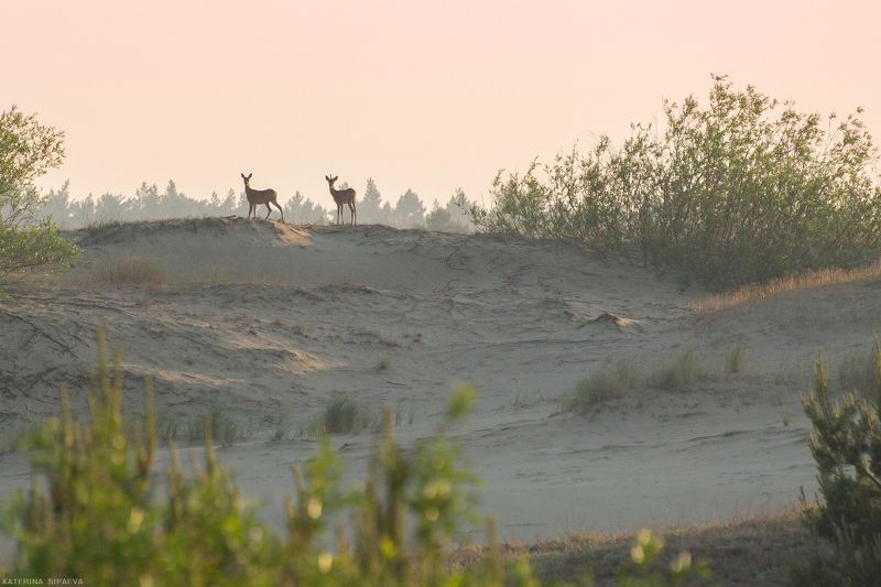 дикая природа, куршская коса, Косули в дюнахphoto preview
