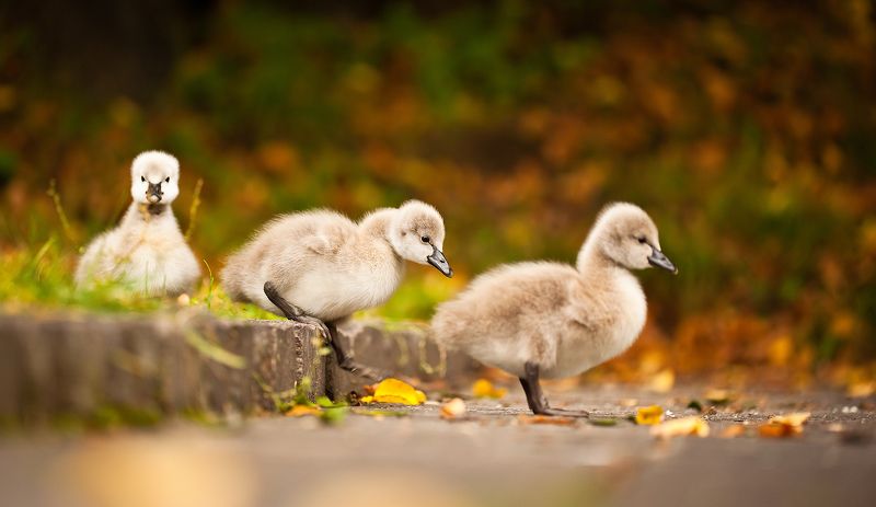 Black swansphoto preview