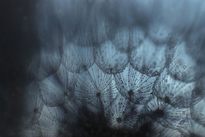 пухнастик*photo preview