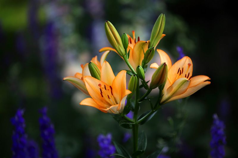 Лилииphoto preview