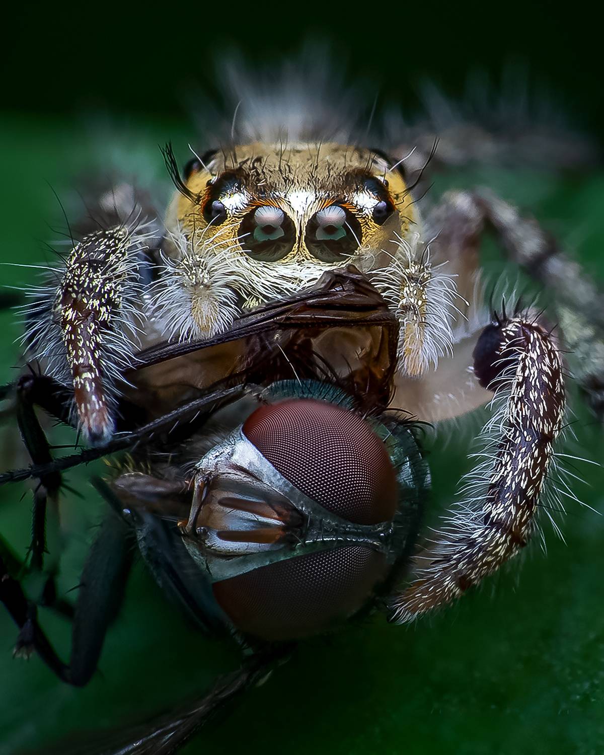Macro wildlife insects, Shuvam Sadhukhan