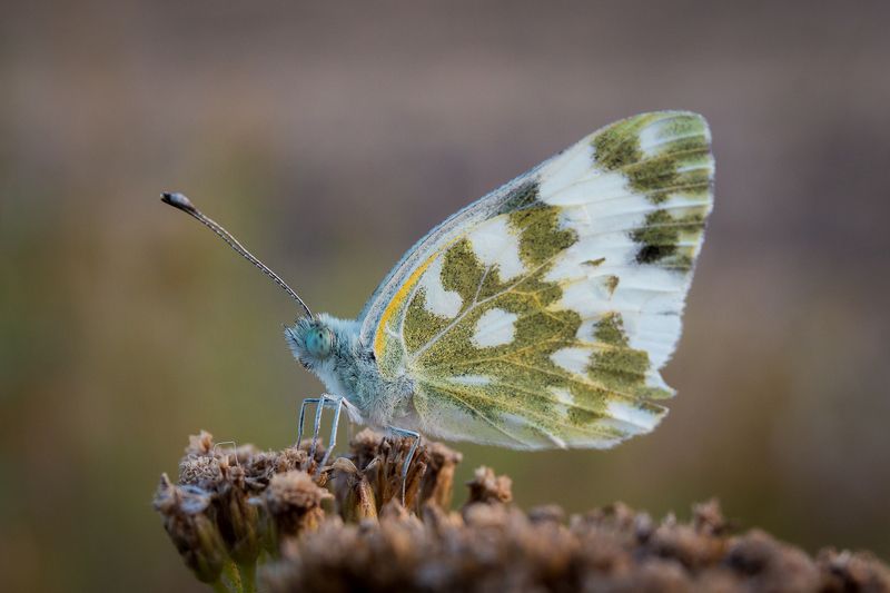 wildlife, insects,butterfly, насекомые, бабочка, белянка, eastern bath white, pontia edusa Белянка рапсоваяphoto preview