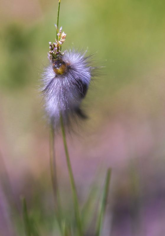 природа, макро, насекомые, личинки насекомых, гусеницы Пушинкаphoto preview
