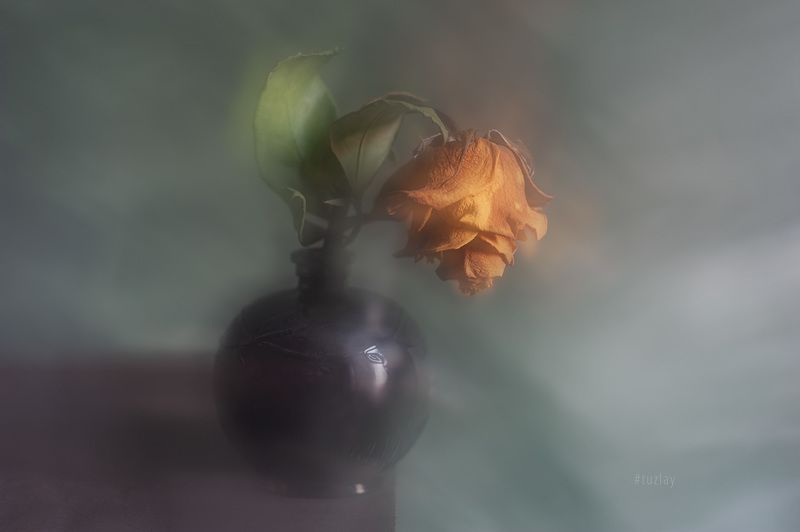 желтая роза, сухая роза, блюр Жёлтая подсушенная в блюреphoto preview